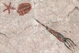 Ordovician Echinoderm Plate (Eocrinoids & Brittle Star) #376510-1